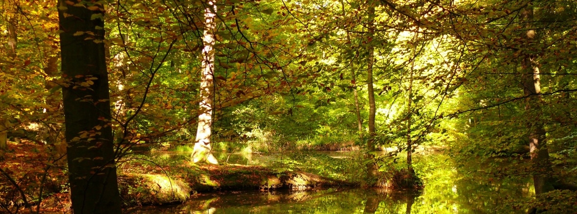 Der Rheinbacher Stadtwald Der Rheinbacher Stadtwald